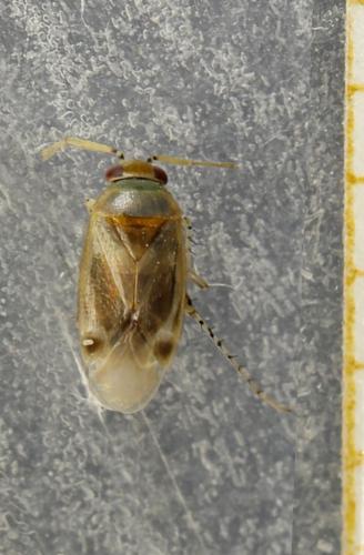 Campylomma verbasci
